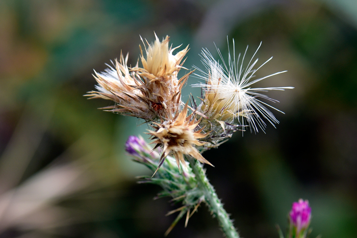 Italian Plumeless-Thistle blooms from March to June or July across its range. Fruits set shortly after the bloom period. These invasive plants may be found in disturbed open sites, roadsides, pastures, annual grasslands, and waste areas. Carduus pycnocephalus